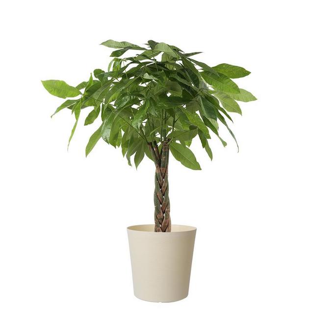 Family blessings, wealth & luck 10 in. Pachira Braid Plant in Paradise Planter