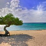 Fofoti Tree