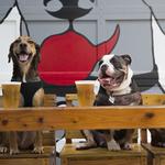The Dog Bar