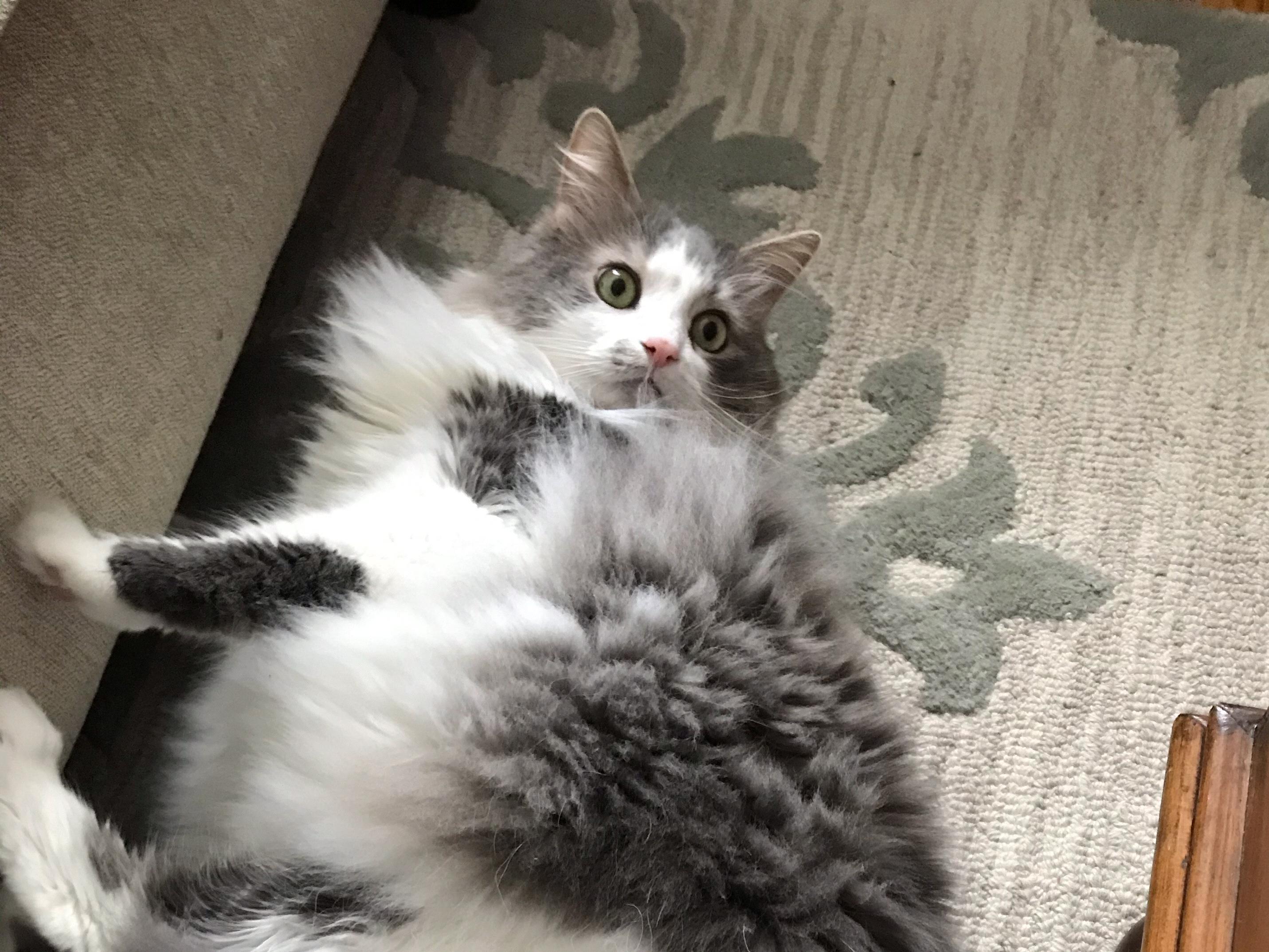 The Wedding Website of Kimberly-Jo Burker and Brandon Bellis