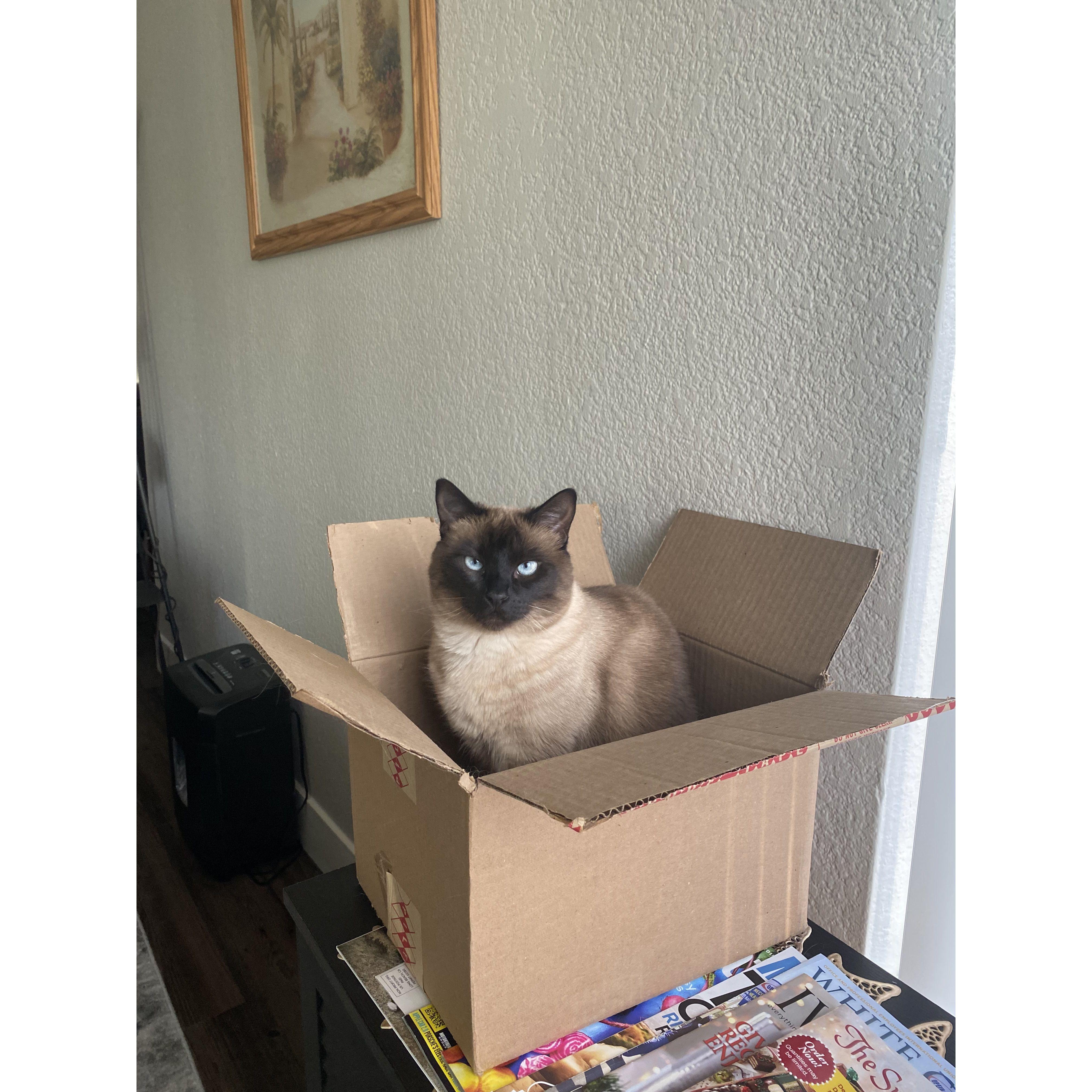 Our fur baby Bivi <3
