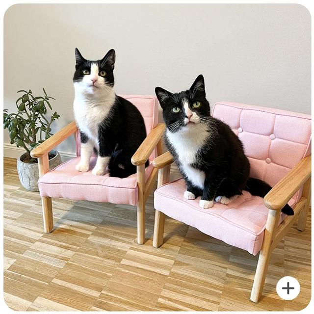 Wood Backrest Cat Sofa Chair