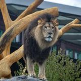 Lincoln Park Zoo