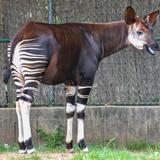 The Maryland Zoo in Baltimore