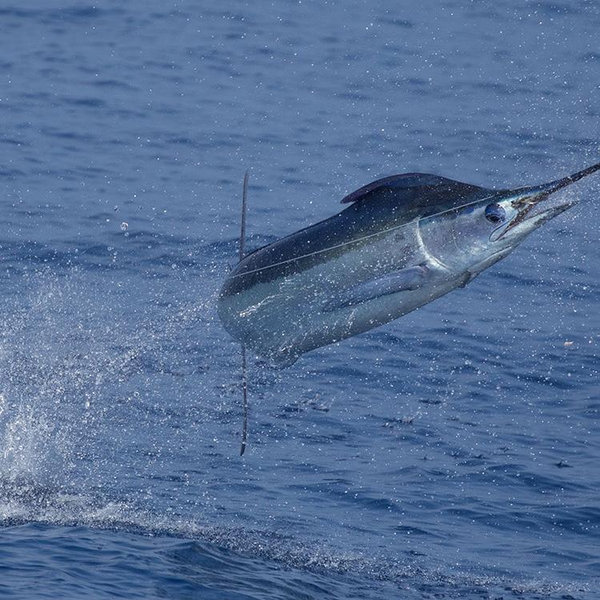 Deep Sea Fishing For Two