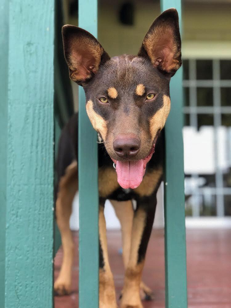 Bubu bear