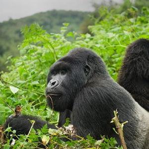 Entry Fee for Volcanoes National Park in Rwanda