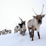 Cairngorm Reindeer Herd