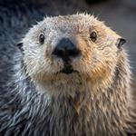 Monterey Bay Aquarium