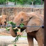 Zoo Atlanta