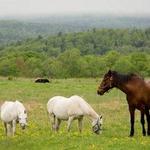 The Inn At Mountain View Farm