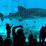 Georgia Aquarium