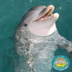 Dolphin Encounters