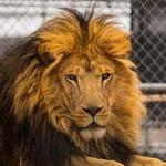 Lion Habitat Ranch inc