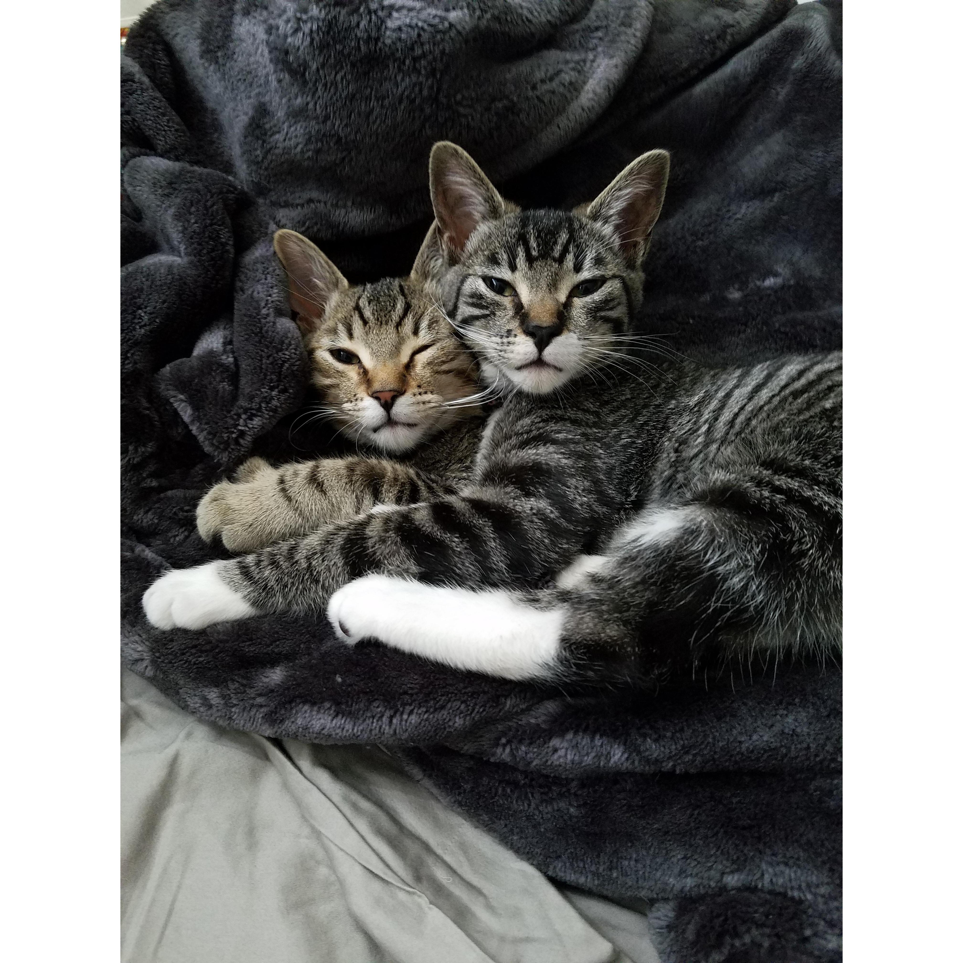 Our fur babies