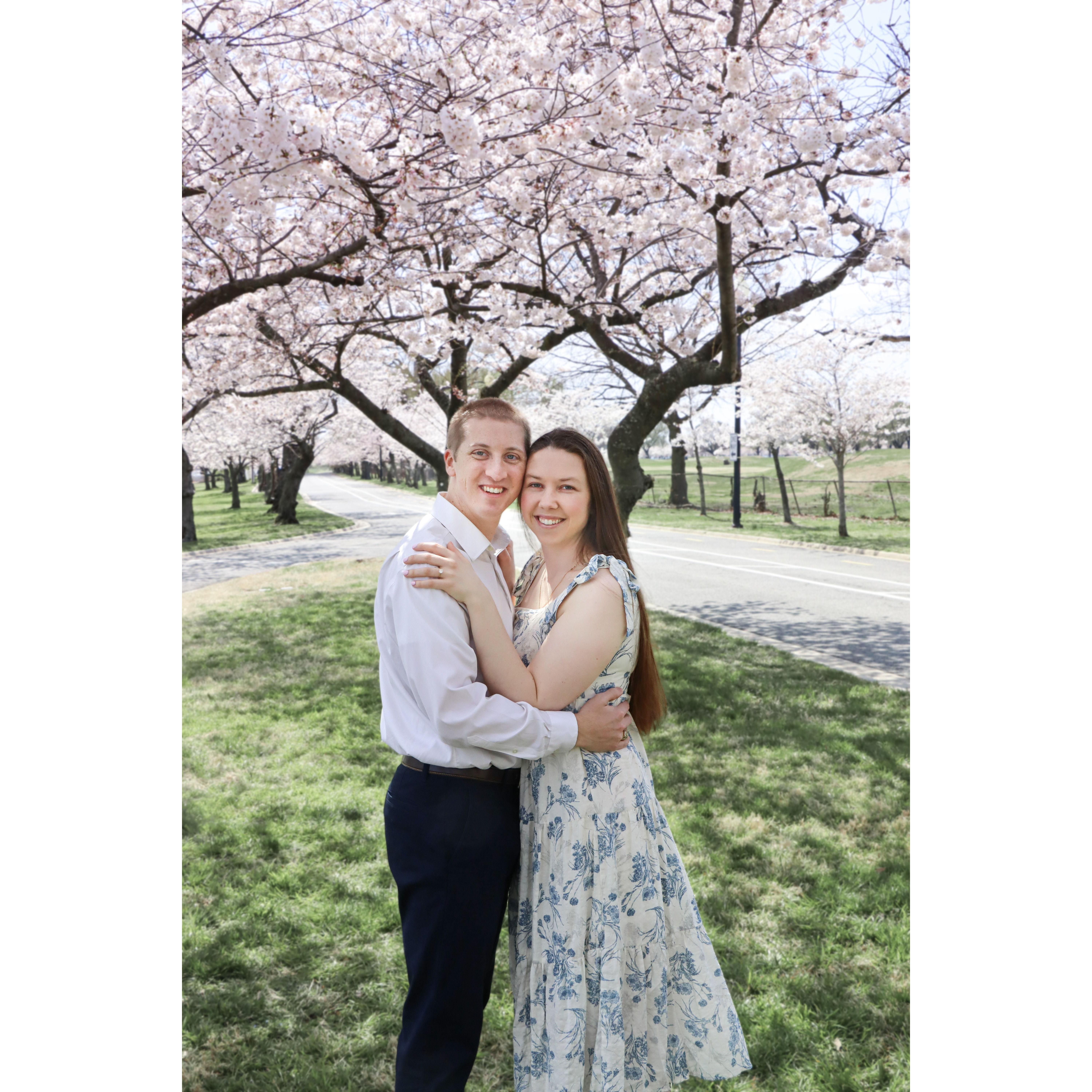 Another Cherry Blossom photo taken by Frank Haley. Amazingly, Anna Haley was able to remove background cars and people.