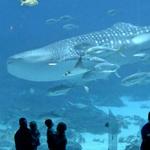Georgia Aquarium