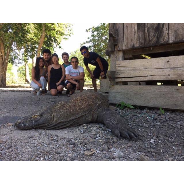 Komodo Dragons on Komodo Island, Indonesia
