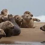 Seal Tour