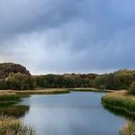 Busse Woods