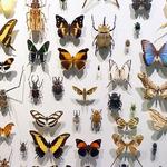 Montreal Insectarium