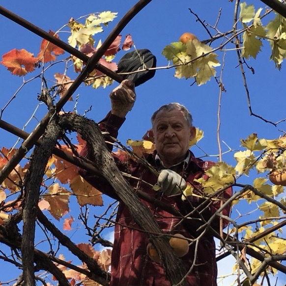 Elina's Father, Petro Samoilov doing what he loved to do - taking care of his garden. Crimea, Ukraine. November 2016