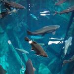 Great Lakes Aquarium