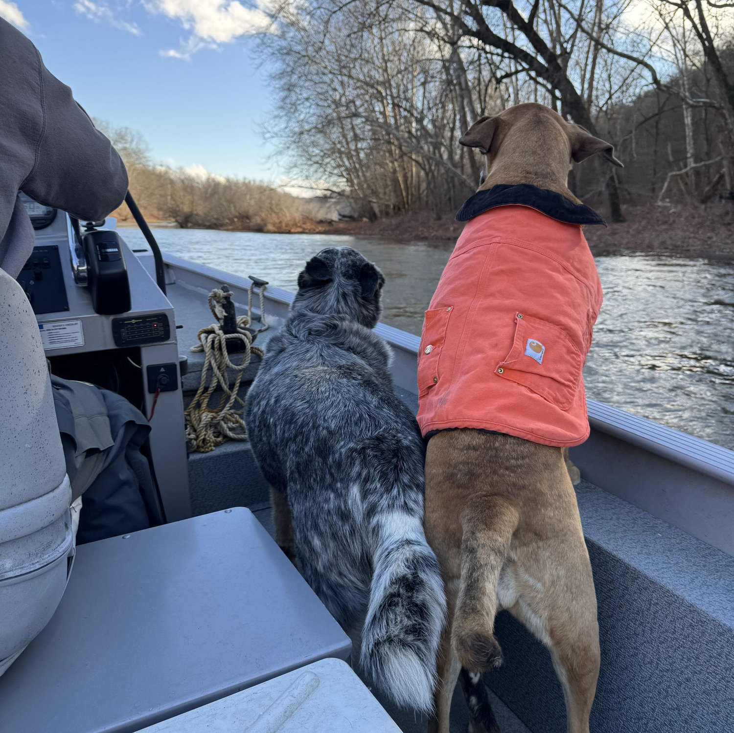 If you know us, you know we love our dogs!