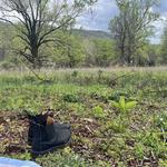 Saunders-Monticello Trail