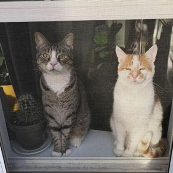 Pet Sitting For Our Honeymoon