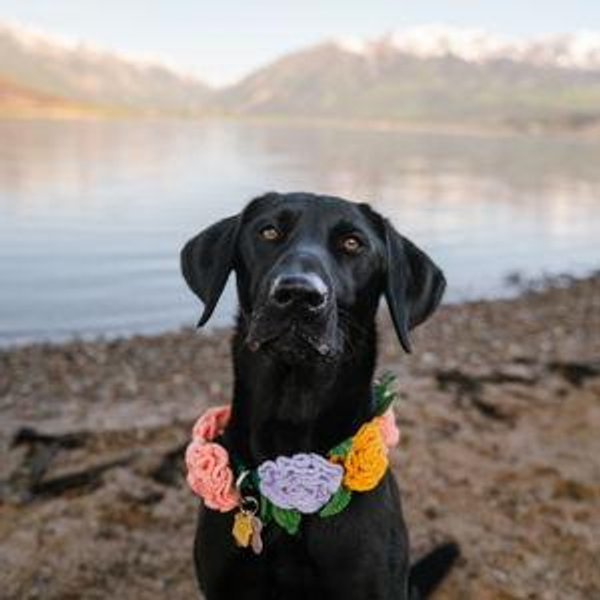 Spoil Stout with Treats & Toys