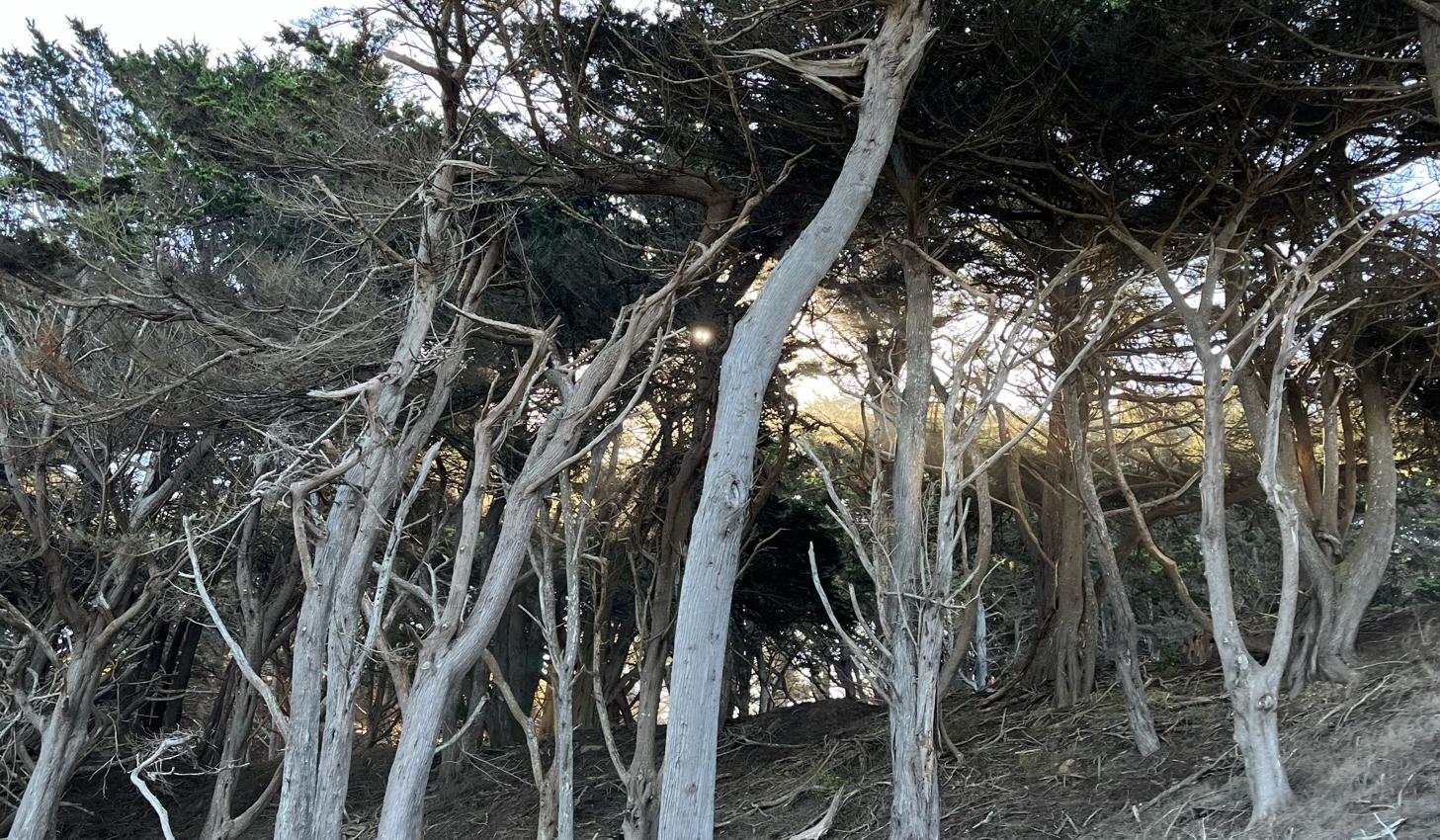 The Wedding Website of Herman Norwood Jr. and Barbara Kearn