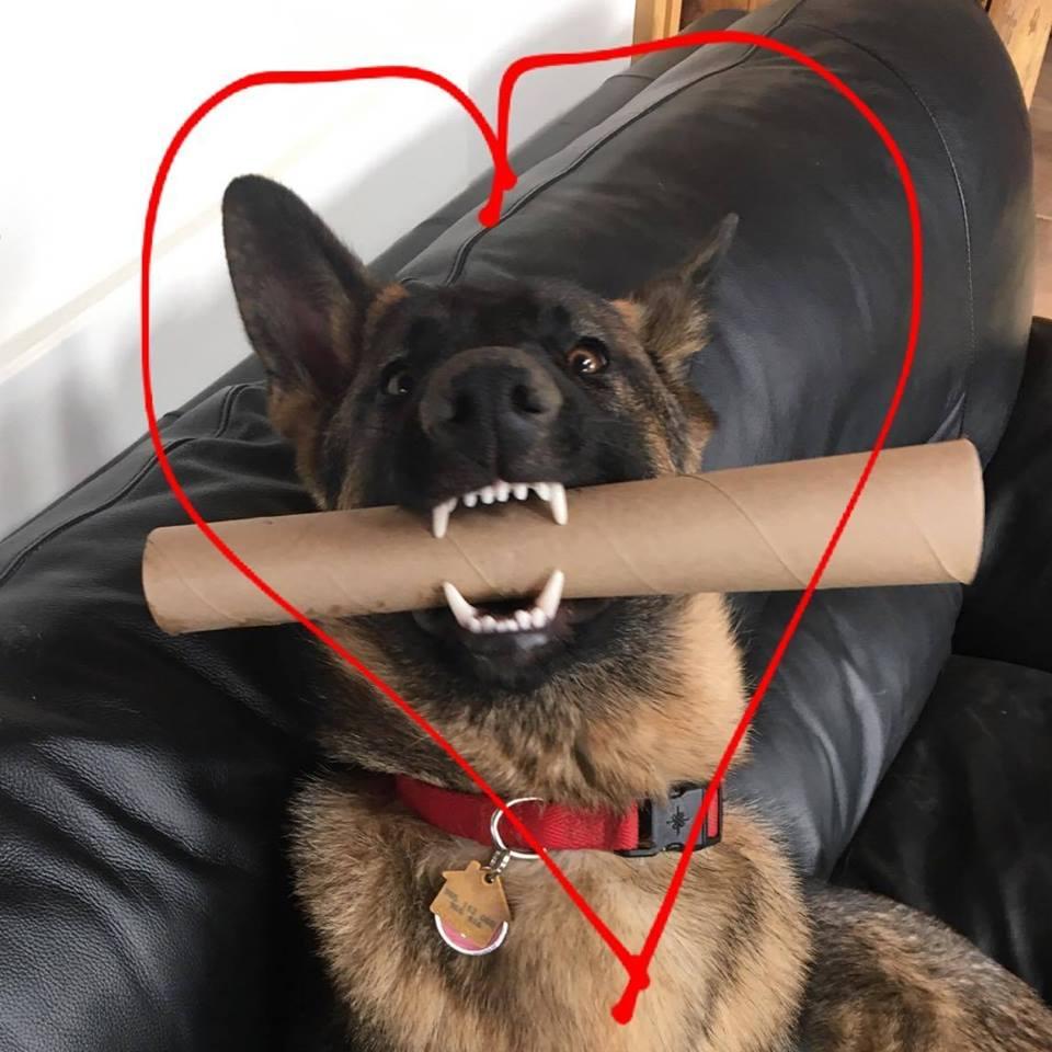 We love our derpy dog, Wyatt!