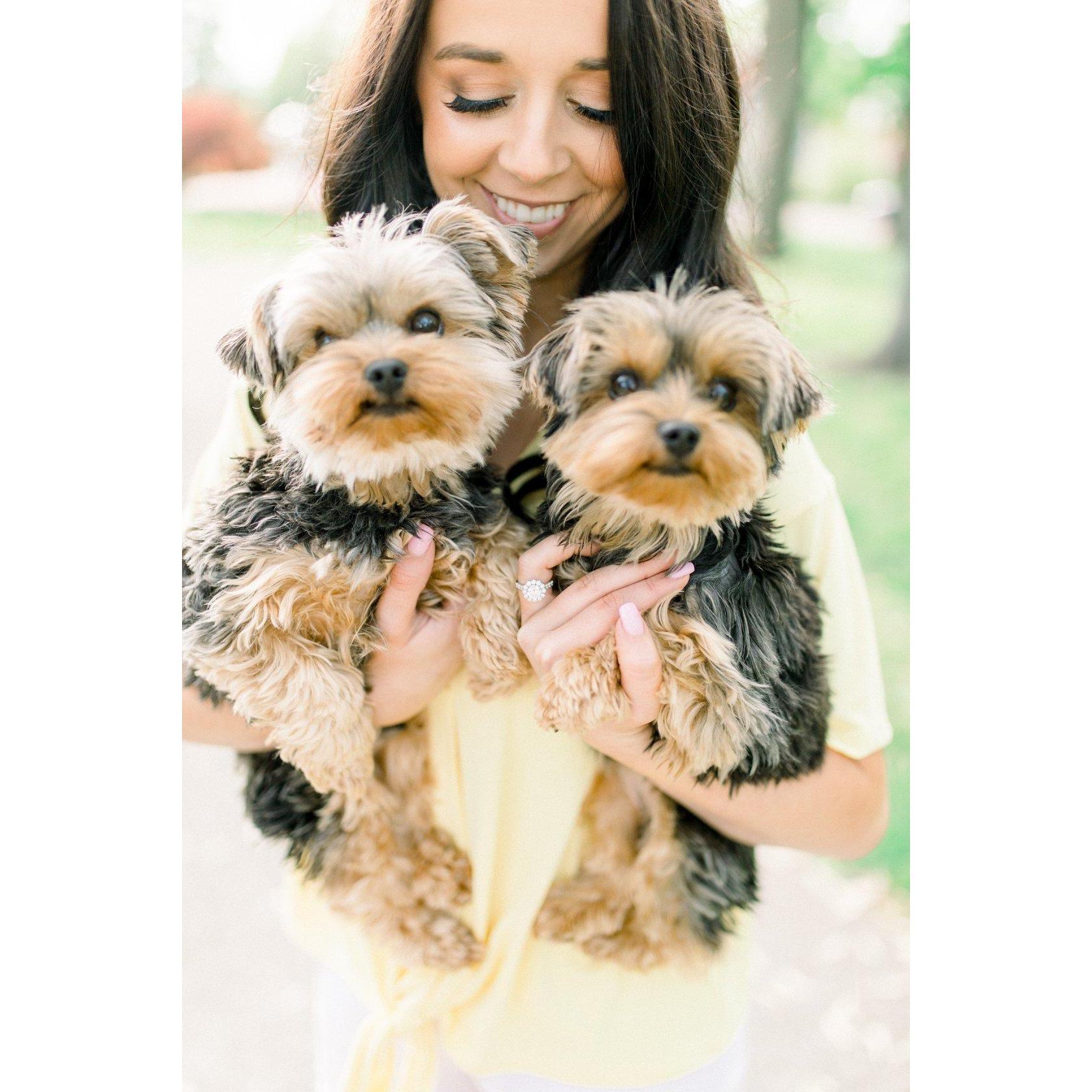 Dodger & Mila, Ashley and Colten's Yorkie puppies