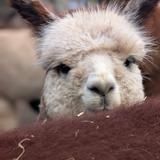 Cascade Rose Alpacas
