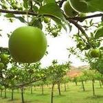 Fruit Picking in Capitol Reef