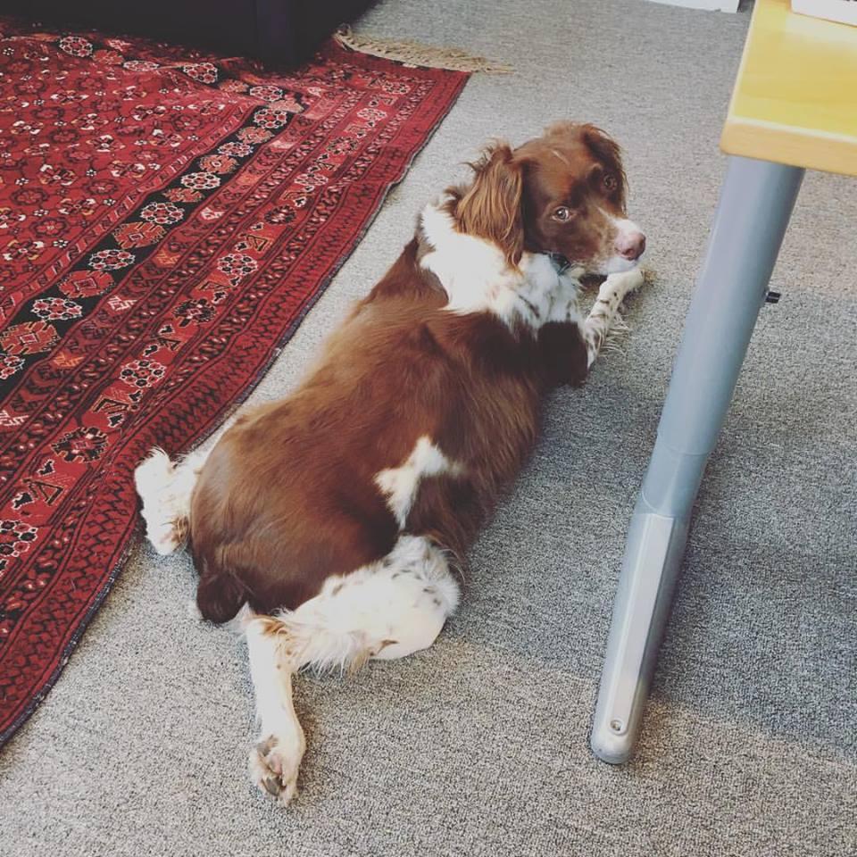 Working hard? Or hardly working? Lou frequently spends his days with Lou at the office...#spoiled