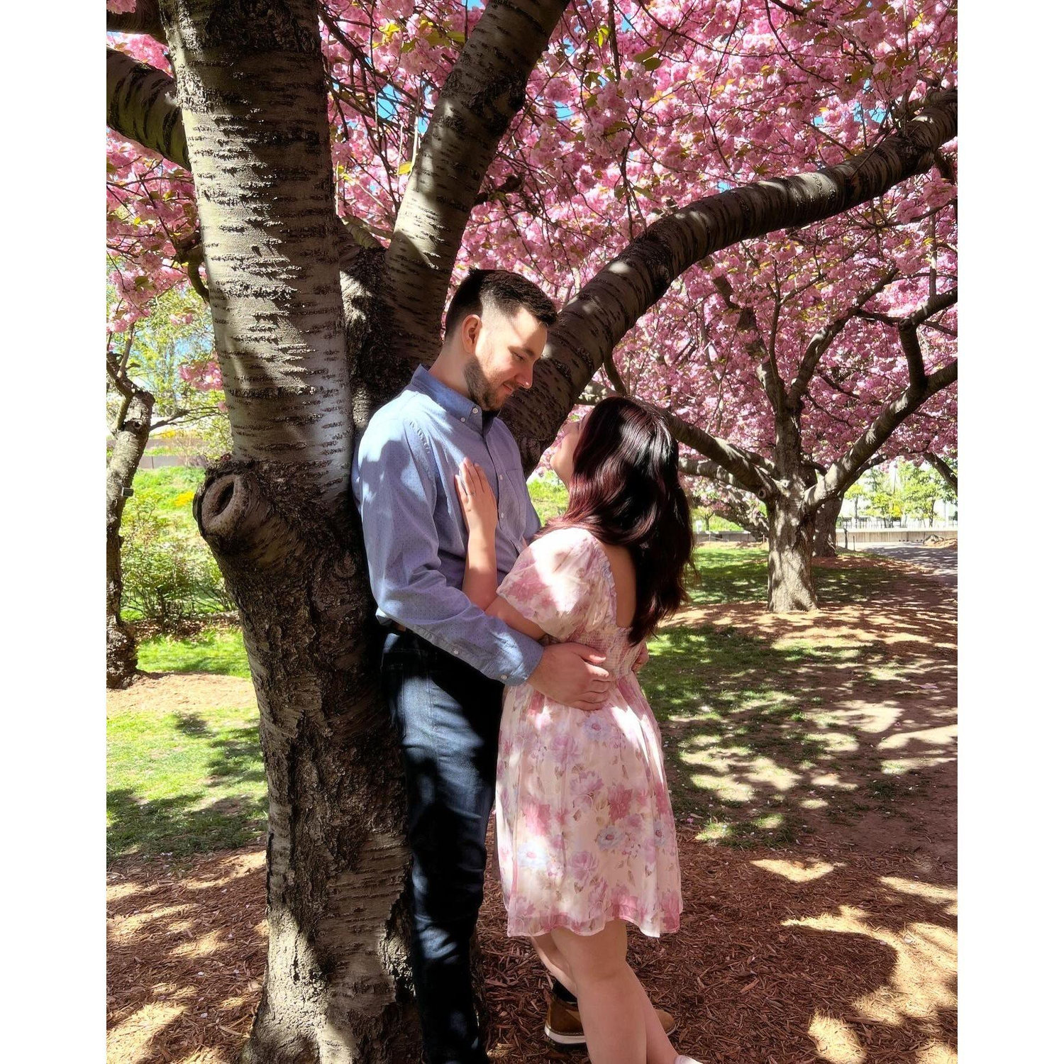 Under the cherry trees