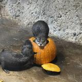 Houston Zoo