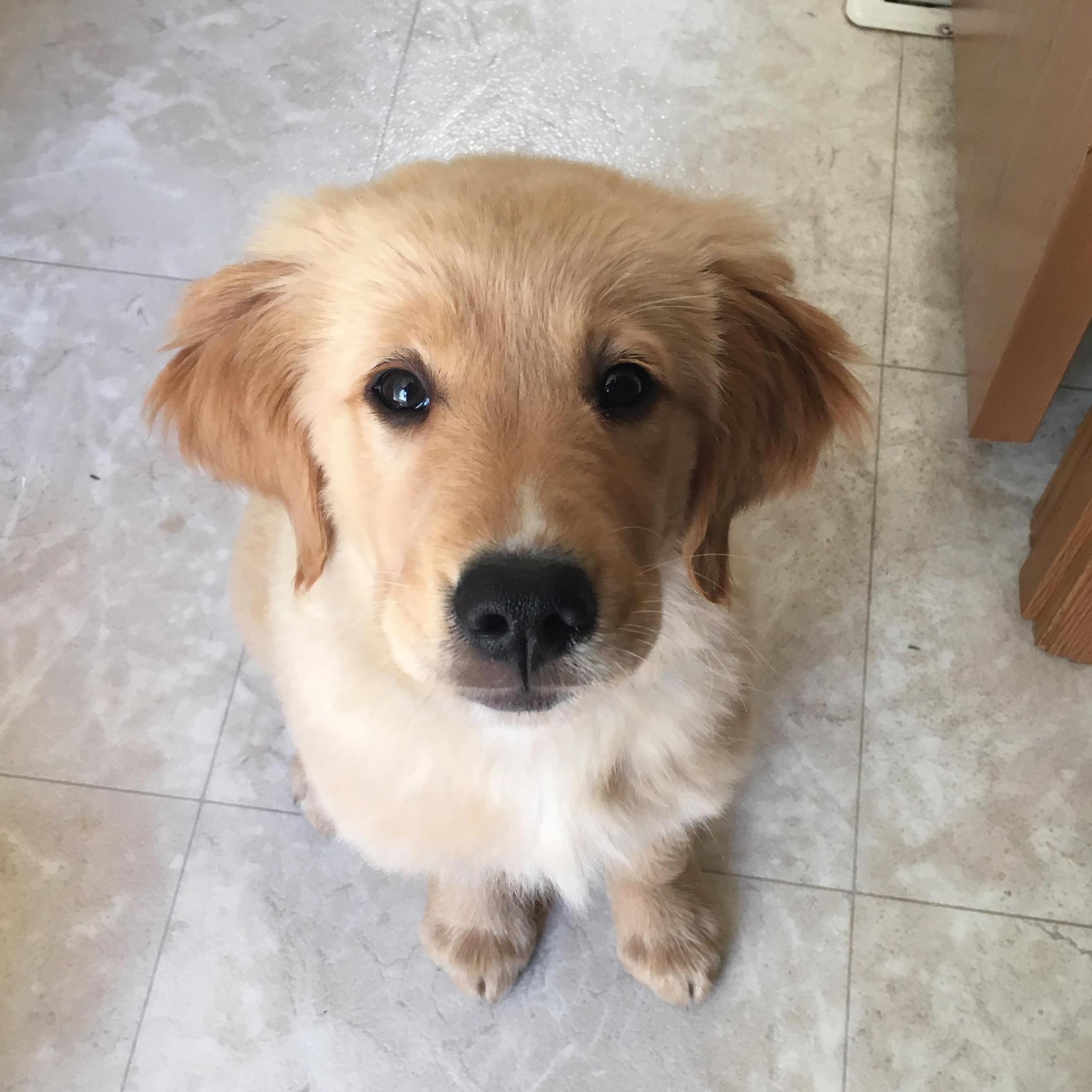 One of our special puppy pics of Bailey.