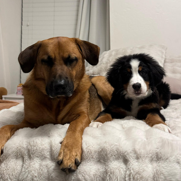 Parks & Bronco Dog Sitting For Our Honeymoon!