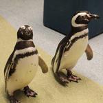Shedd Aquarium