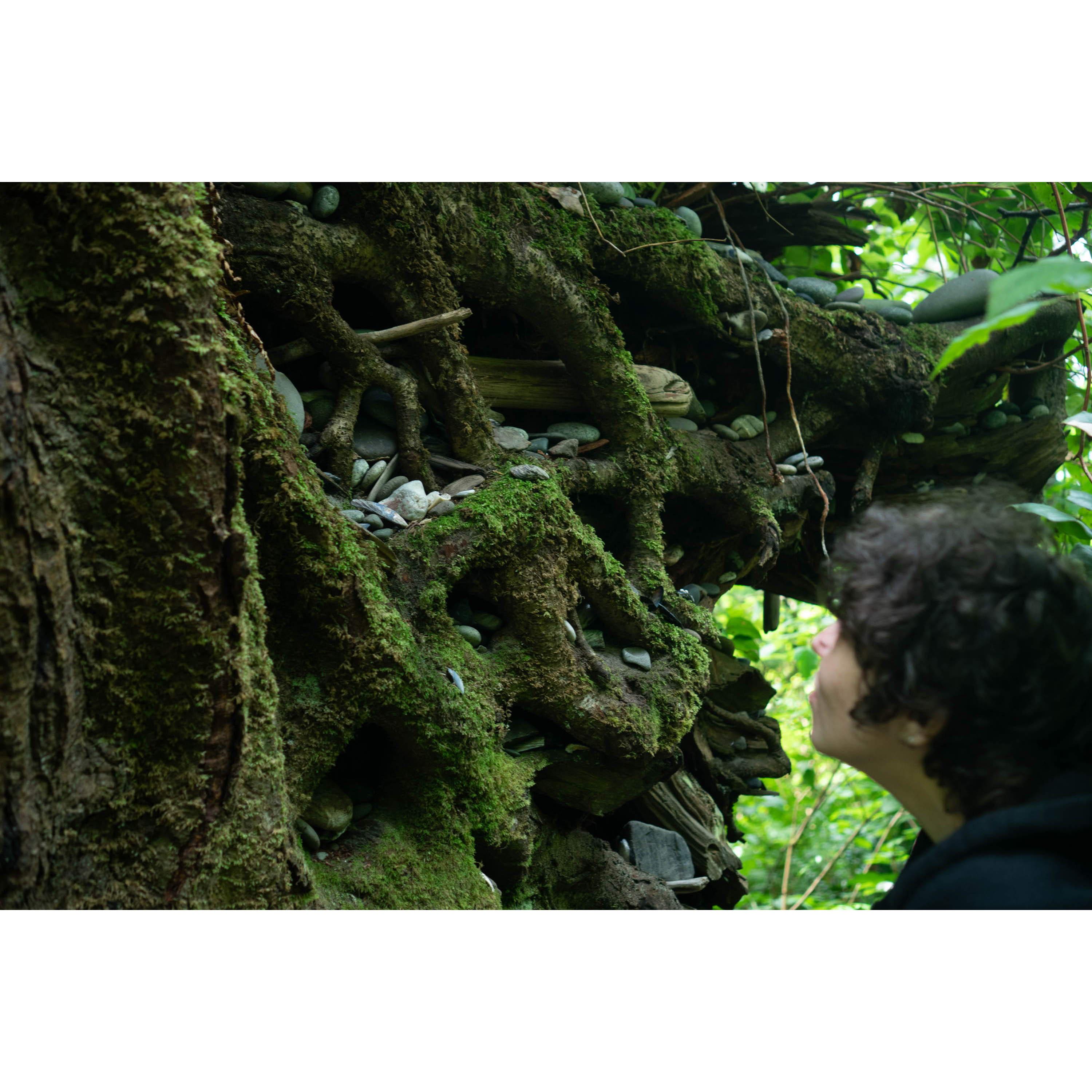Rex looking at rock placed in the base of a huge tree on the trail to Third Beach