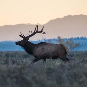 Grand Teton Sunset Wildlife Tour for 2 from Spur Experiences