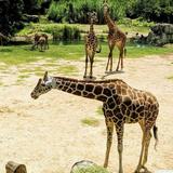 Cameron Park Zoo