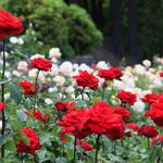 International Rose Test Garden