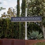 Tiny Boxwoods Austin