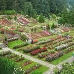 International Rose Test Garden
