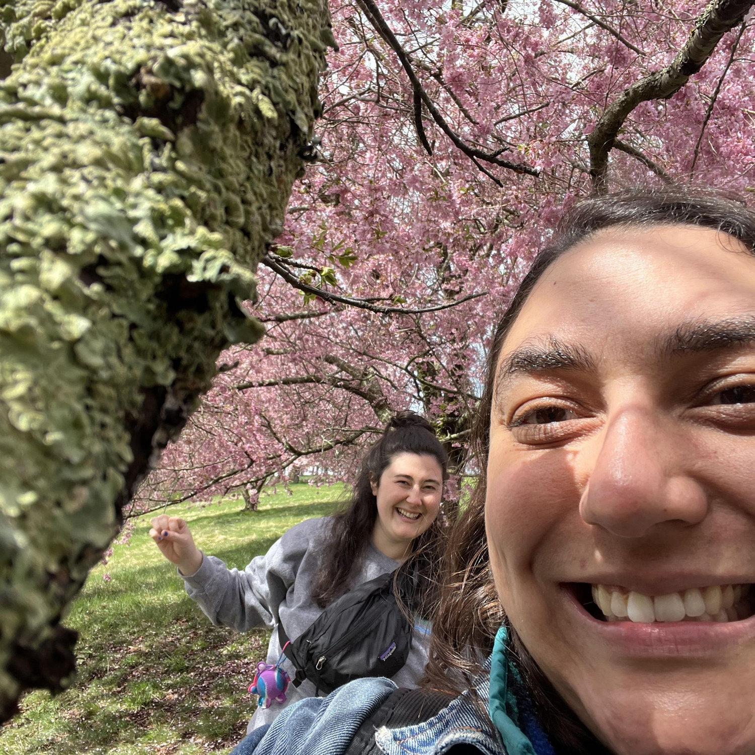 Cherry Blossoms at World's End