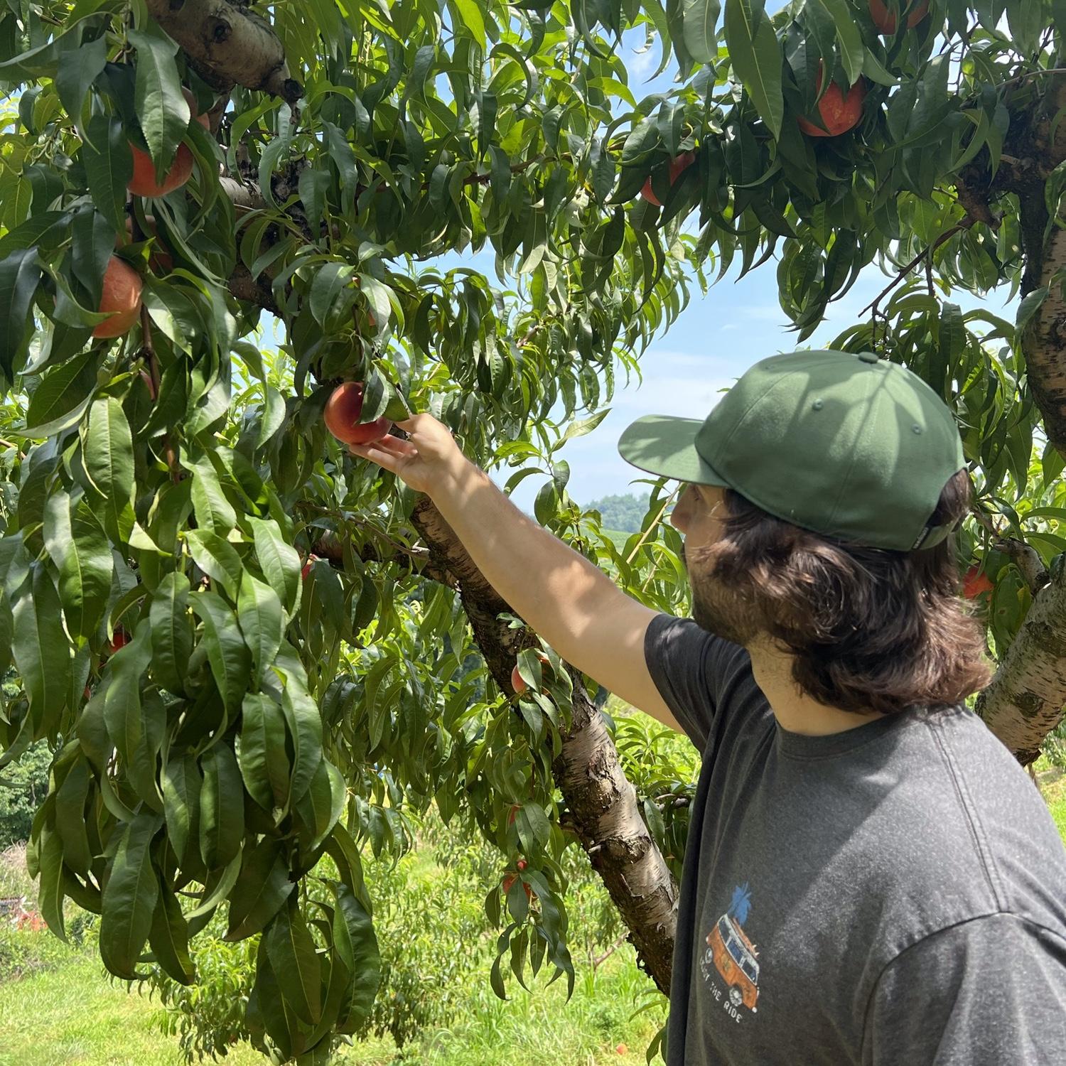 Peach picking!